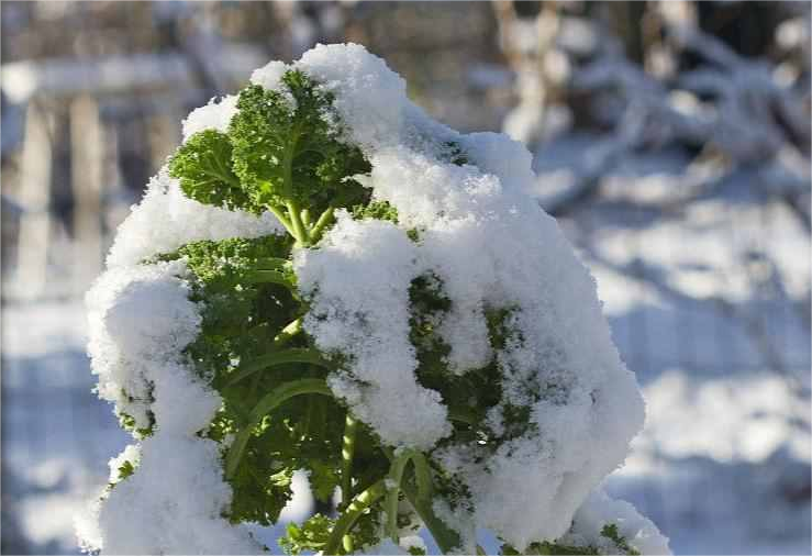尚干閩菜課堂十四期｜大雪時節(jié)冬漸濃，何不來道雪里紅？